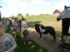 SAM_6611